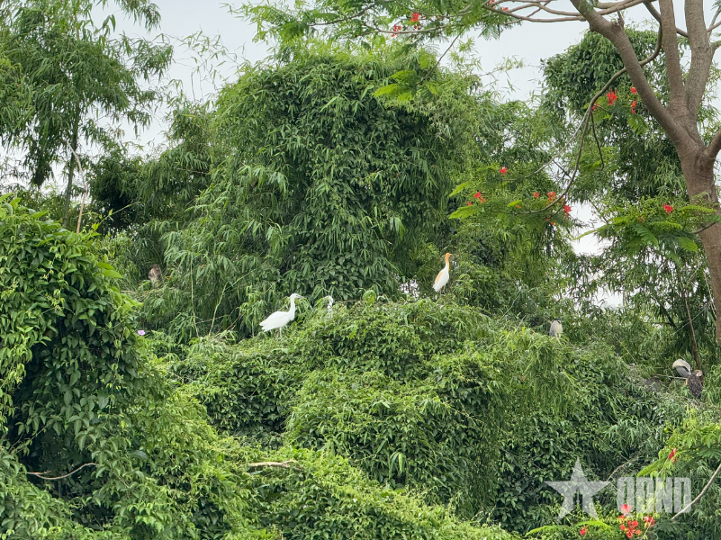 Bình yên Đảo Cò